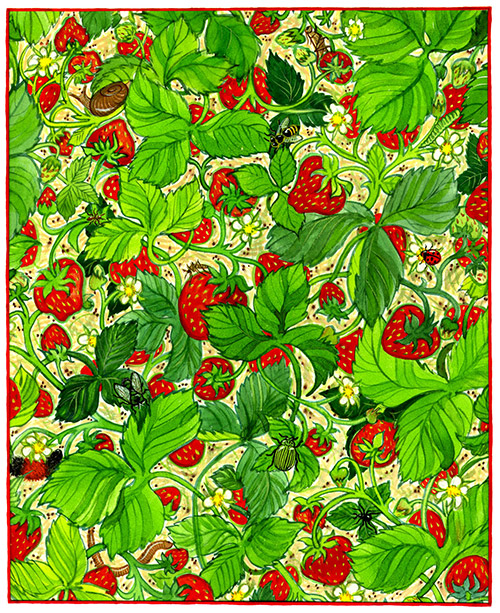 Berry Buggy Illustration